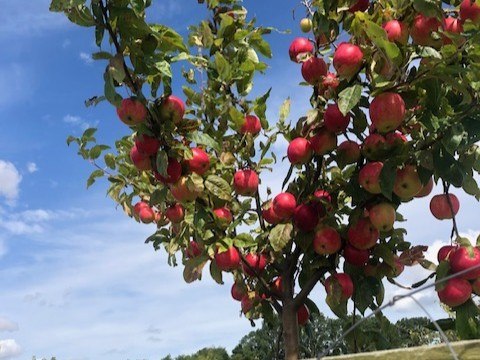 Appelboom // © Elke Jander Appelboom // © Elke Jander