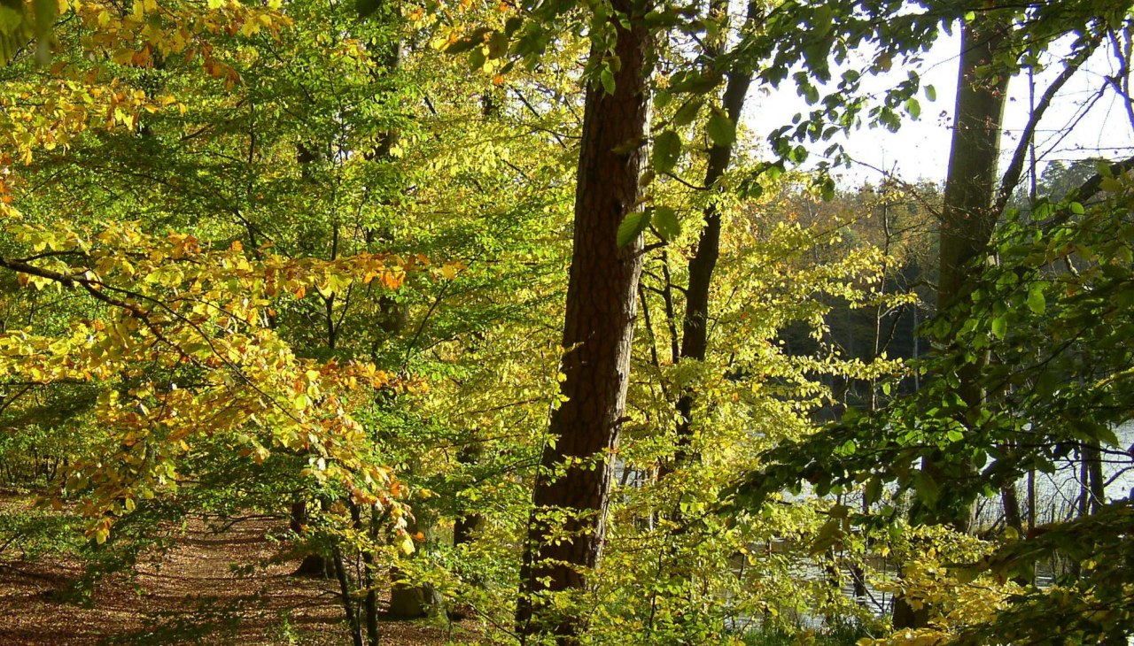Ścieżka w pobliżu Serrahn, © Stadt Neustrelitz Ścieżka w pobliżu Serrahn, © Stadt Neustrelitz