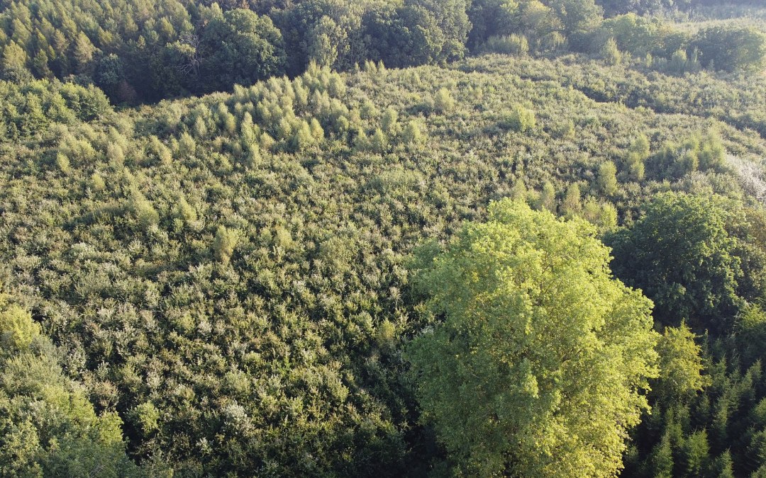 Klimaatbos Golchen, © Landesforst MV