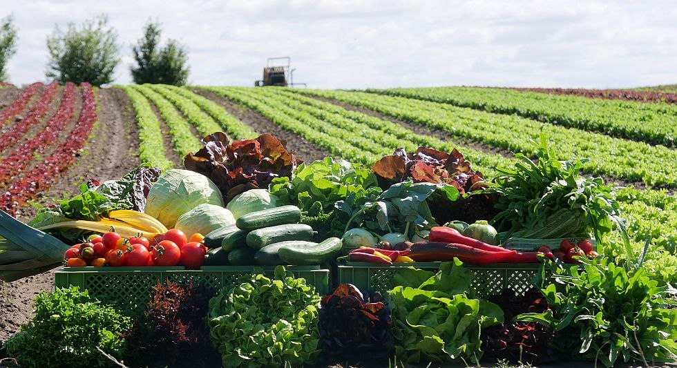 Van bonen en aardappelen tot uien: de biologische moestuin biedt altijd verse seizoensgroenten, © Bio-Gärtnerei Watzkendorf