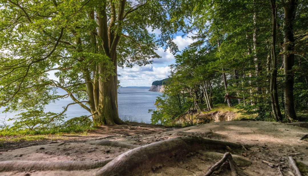 Kathedraal met uitzicht op zee: Stubnitz is de naam van het grote beukenbos in het Nationaal Park Jasmund, direct aan de Oostzeekust van Rügen. // © MV-T/Tiemann Kathedraal met uitzicht op zee: Stubnitz is de naam van het grote beukenbos in het Nationaal Park Jasmund, direct aan de Oostzeekust van Rügen. // © MV-T/Tiemann