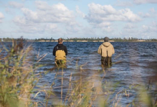 Good pike hotspots can be reached with waders for example in the Großer Jasmunder Bodden, in the area of the Wittower Ferry, in the Kubitzer Bodden south of Barhöft or in the Greifswalder Bodden near Tremt. // © MV-T/Läufer Good pike hotspots can be reached with waders for example in the Großer Jasmunder Bodden, in the area of the Wittower Ferry, in the Kubitzer Bodden south of Barhöft or in the Greifswalder Bodden near Tremt. // © MV-T/Läufer