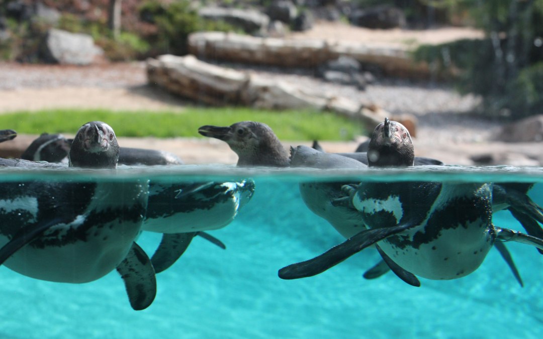 Pinguïns in het Polarium in de dierentuin van Rostock, © Zoo Rostock/Braun