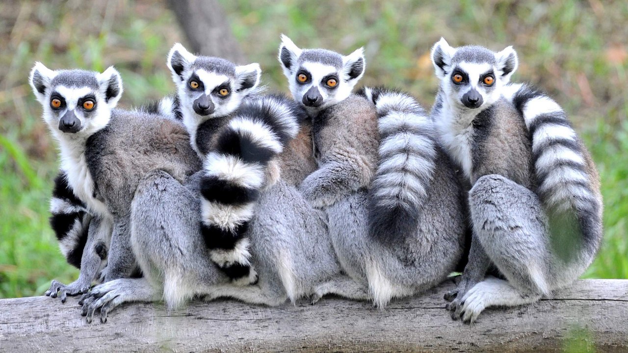 Children's Day photo at Rostock Zoo with four katas sitting on a tree trunk. // &copy; Zoo Rostock/ Kloock