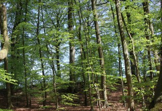 &copy; Biosph&auml;renreservatsamt S&uuml;dost-R&uuml;gen