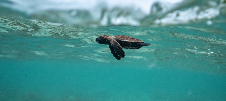 &copy; Martina Andres