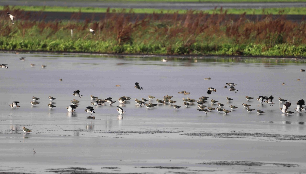 25-09-20 Bird paradise Gro&szlig;e Rosin, GMZ, &copy; Marin-Ziegler