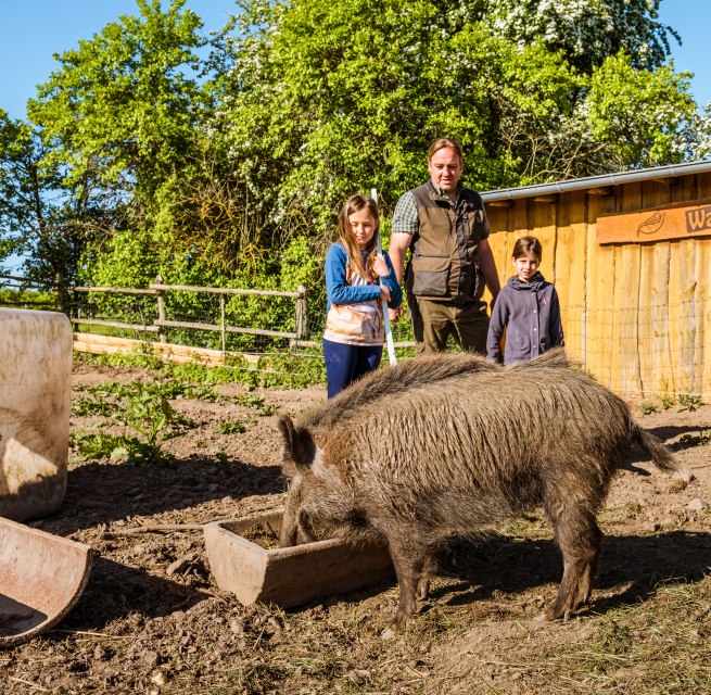 Finja, het tamme everzwijn, is weer ontsnapt. Nu eet ze bij de zeugentrog en de boer staat achter haar.