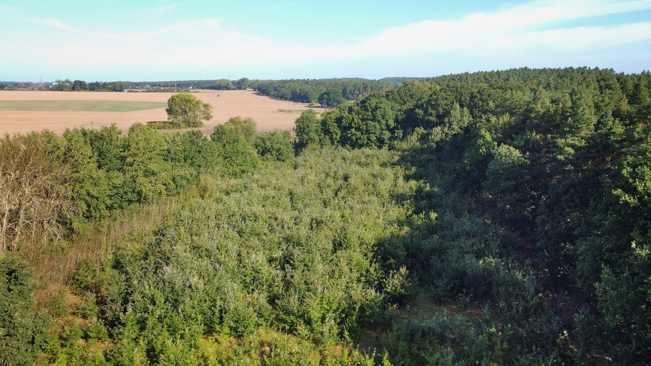 Klimatyczny las Bad Kleinen // © Landesforst MV Klimatyczny las Bad Kleinen // © Landesforst MV