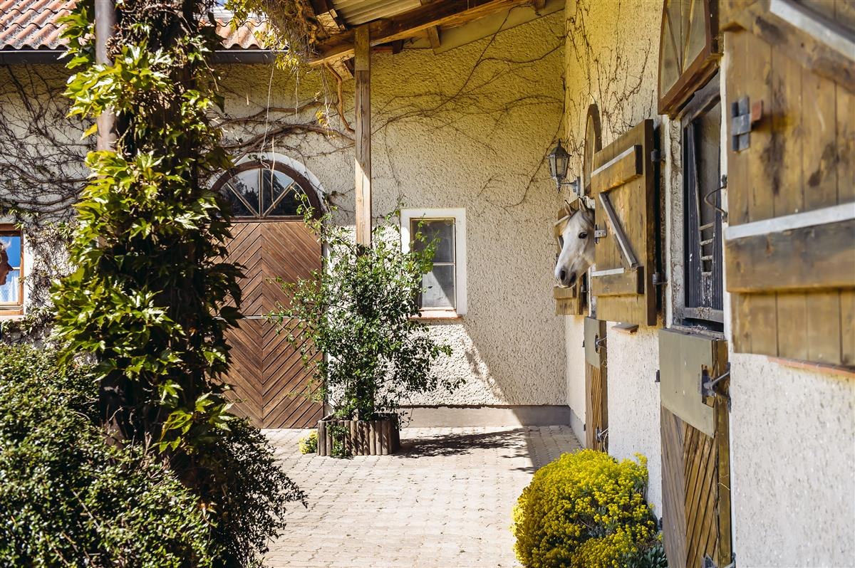 Koń w swoim boksie // © Bombis Koń w swoim boksie // © Bombis