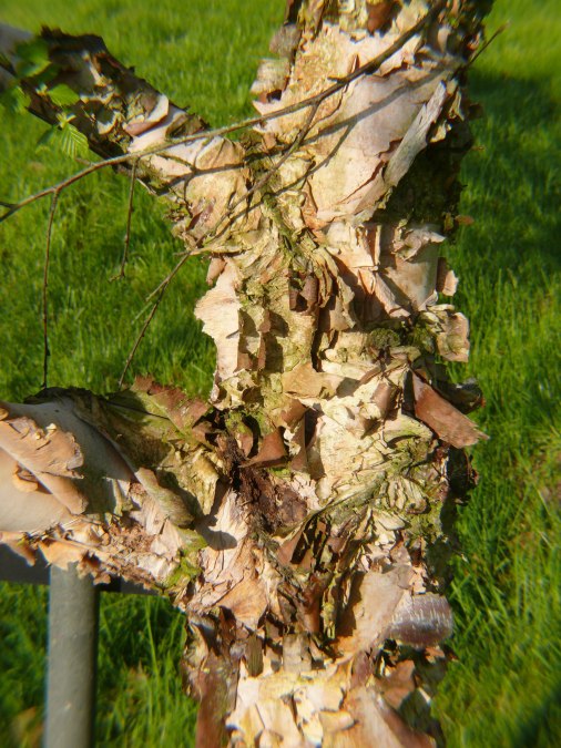 Pień czarnej brzozy, © Peter Ramsch Pień czarnej brzozy, © Peter Ramsch