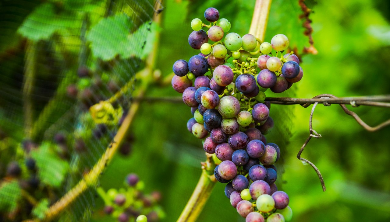Winiarnia Rattey Castle, © Weingut Schloss Rattey | Inselmühle Usedom GmbH Winiarnia Rattey Castle, © Weingut Schloss Rattey | Inselmühle Usedom GmbH