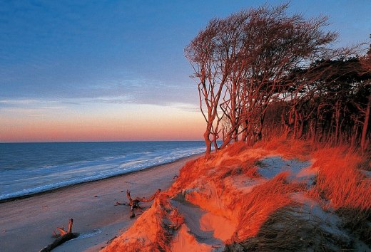 “Windflüchter“ bij zonsopgang op het Darßer Weststrand, Fischland-Darß-Zingst, © TMV/Grundner