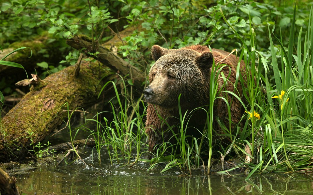 Braunbär Balou - BÄRENWALD Müritz, © Thomas Oppermann