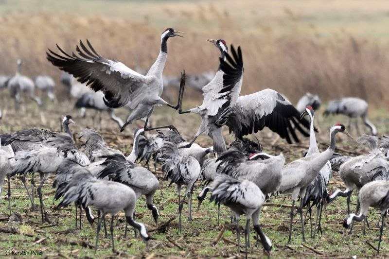 Dance of the Cranes // &copy; Carsten Peter