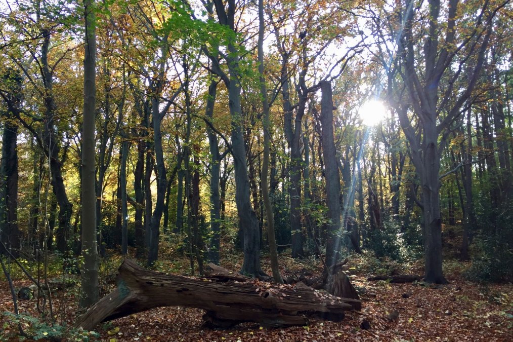 Ahrenshoop hout, © Kurverwaltung Ahrenshoop