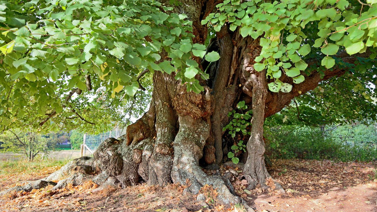 Summer lime tree at the village church Speck // © Michael Engelmann Summer lime tree at the village church Speck // © Michael Engelmann