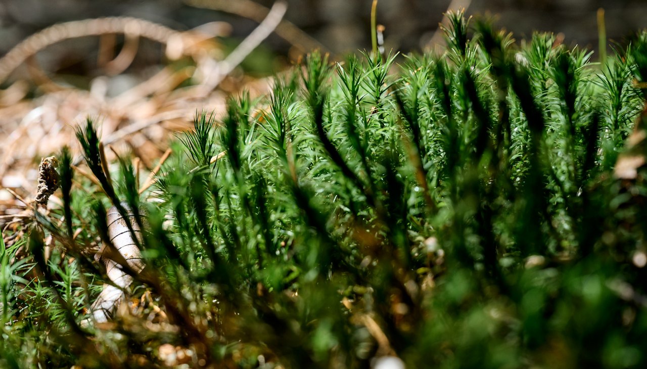 20230704-Kräuterwanderung-337-Foto-Burwitz-Pocha, &copy; burwitz