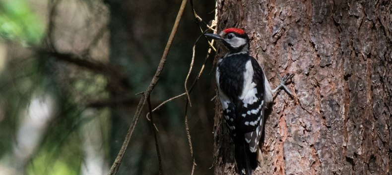 Naturerlebnispfades &bdquo;Wald des Eichelh&auml;hers&ldquo; // &copy; S&uuml;dliche Boddenk&uuml;ste
