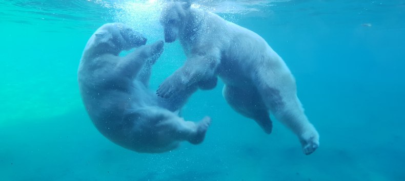 © Zoo Rostock/Bruhn