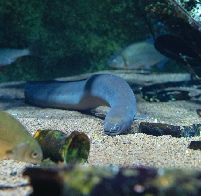 Im Aquarium „Stralsunder Hafenbecken“ im OZEANEUM kann der Europäische Flussaal gut beobachtet werden. // © Anke Neumeister/Deutsches Meeresmuseum Im Aquarium „Stralsunder Hafenbecken“ im OZEANEUM kann der Europäische Flussaal gut beobachtet werden. // © Anke Neumeister/Deutsches Meeresmuseum
