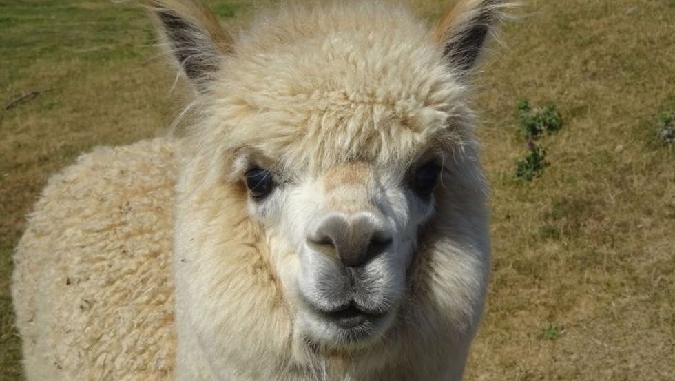 Chrischi de alpaca, © Gerald Pfaff, Erlebnis- & Tigerpark Dassow
