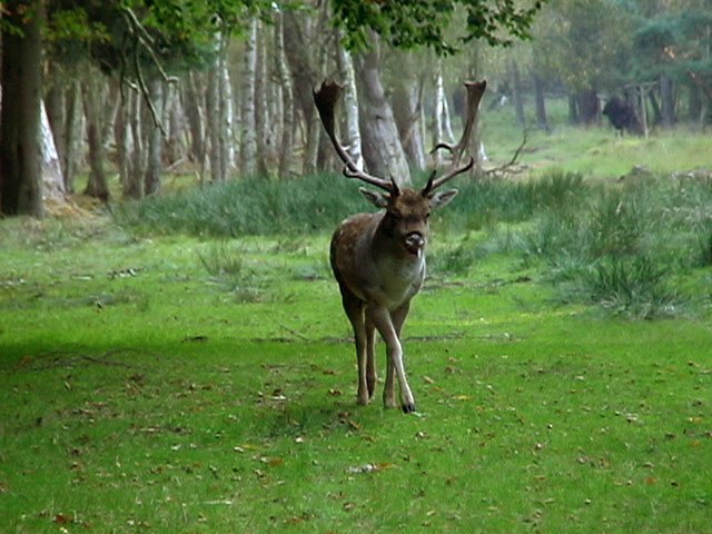 Boek Wildlife Park, © TDG Rechlin mbH Boek Wildlife Park, © TDG Rechlin mbH