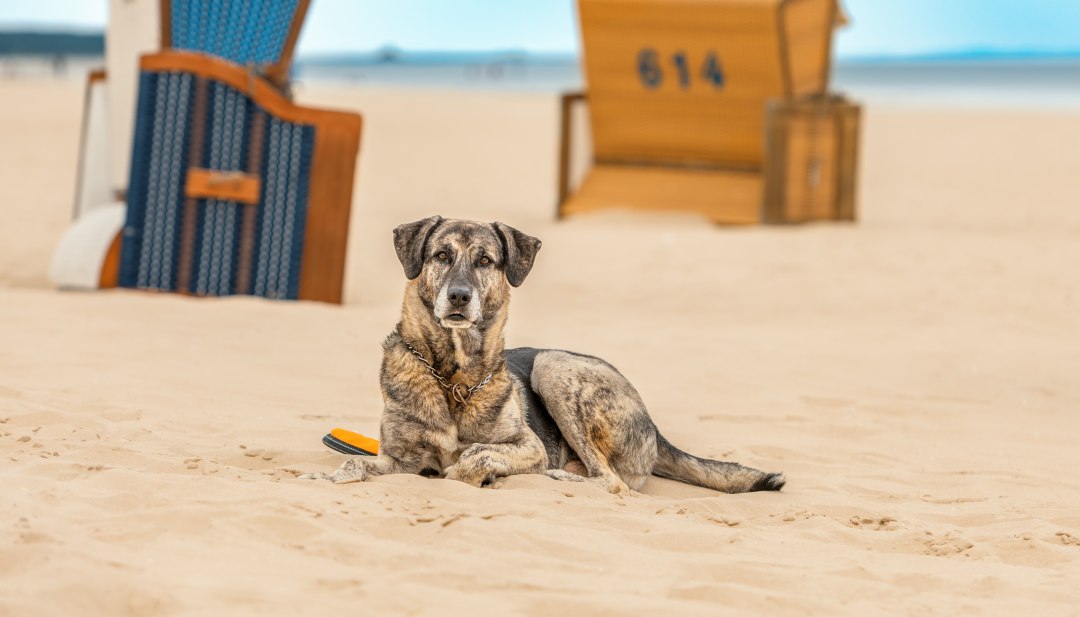 Geniet van je vakantie met je hond aan de Oostzee en het Lake District, © TMV/Tiemann