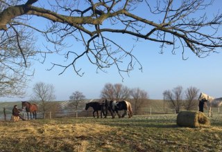 Horse life on the Nussbaumhof // &copy; Nussbaumhof