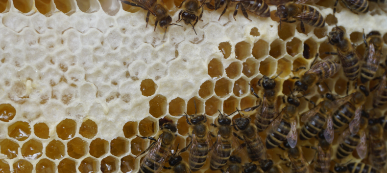 Bee colony in the Müritzeum, © C.Siatkowski/Müritzeum