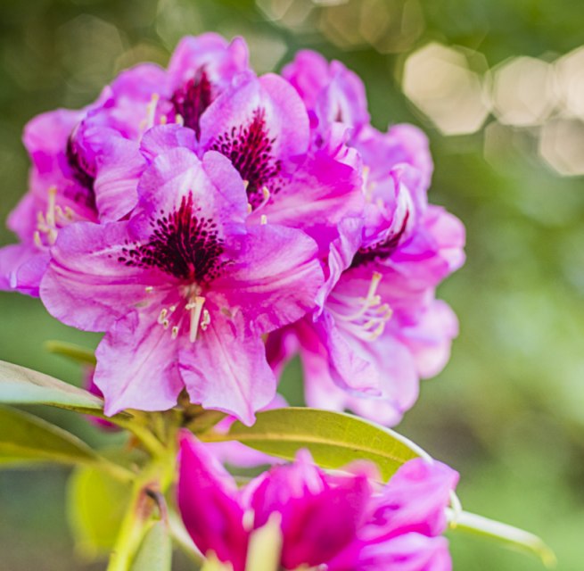 Rhododendronparkfest | Ein Fest f&uuml;r die Sinne: Bl&uuml;tenzauber, Kulturgenuss & Markttreiben. // &copy; Andr&eacute; Pristaff / Tourismus- und Kur GmbH Graal-M&uuml;ritz