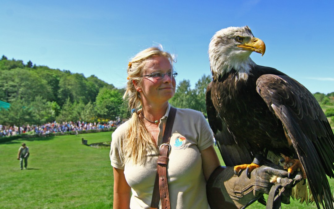 Zeearenden in de vliegshow, © Vogelpark Marlow/Zöger