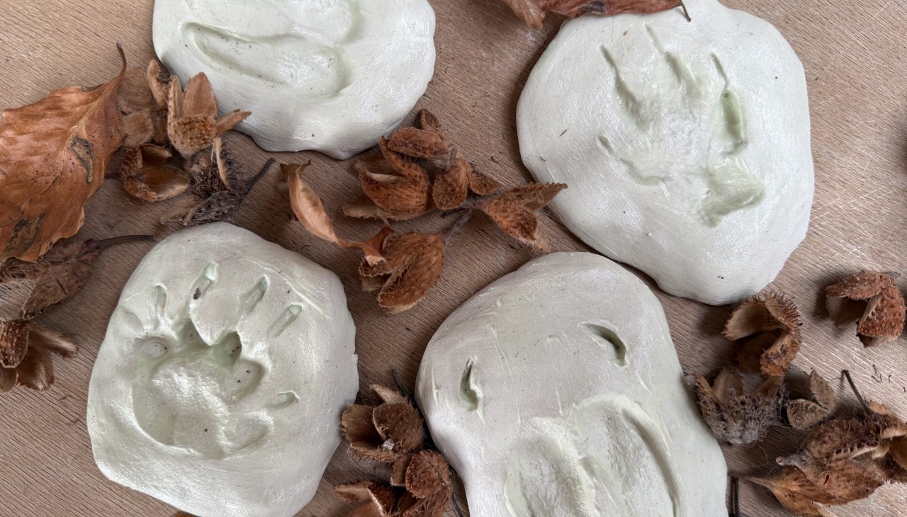 Ślady zwierząt na warsztatach zimowych, © Nationalpark-Zentrum KÖNIGSSTUHL