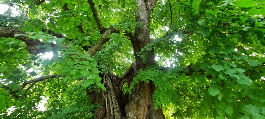 Lime tree, © Waren (Müritz)-Information