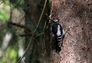 Nature discovery trail "Forest of the Jay" // © Südliche Boddenküste Nature discovery trail "Forest of the Jay" // © Südliche Boddenküste