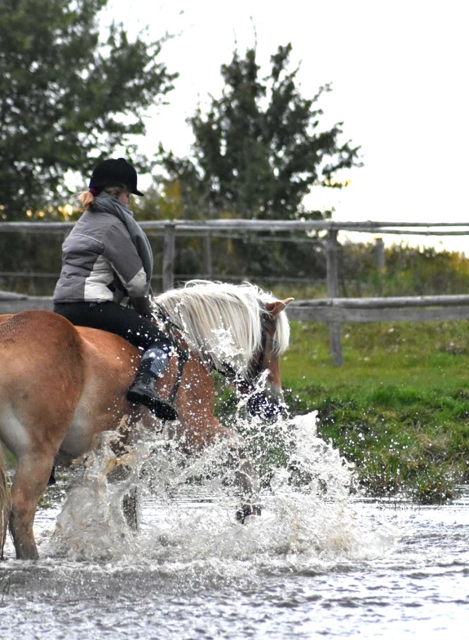 Een ruiter leidt haar paard door opspattend water terwijl ze geniet van een avontuurlijke rit. Het krachtige paard ploegt energiek door het ondiepe water terwijl de ruiter de frisse lucht en de natuur om haar heen in zich opneemt.