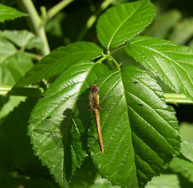 &copy; Biosph&auml;renreservat S&uuml;dost-R&uuml;gen