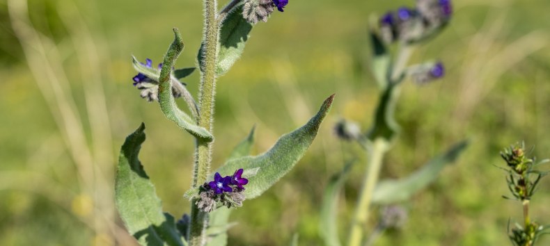 Flower magic, © Lars Wehrmann Flower magic, © Lars Wehrmann