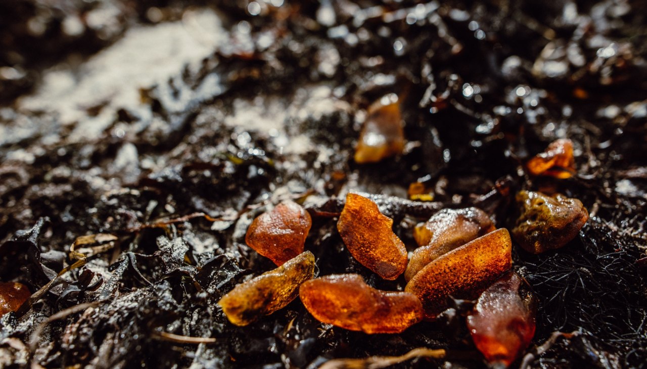 NatuurWorkshop: Amber knippen, © Binzer Bucht Tourismus