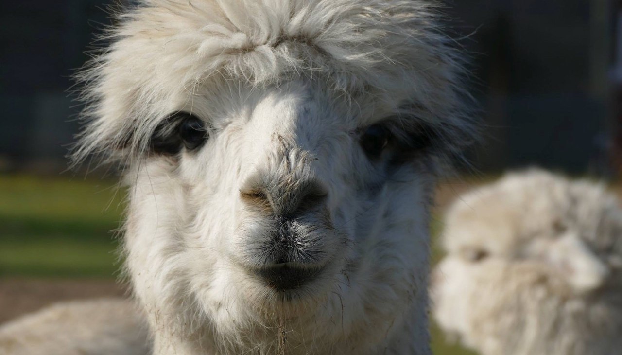 Heb je ooit een alpaca gekust? Je kunt het bij ons uitproberen!, &copy; Fleesensee Alpakas