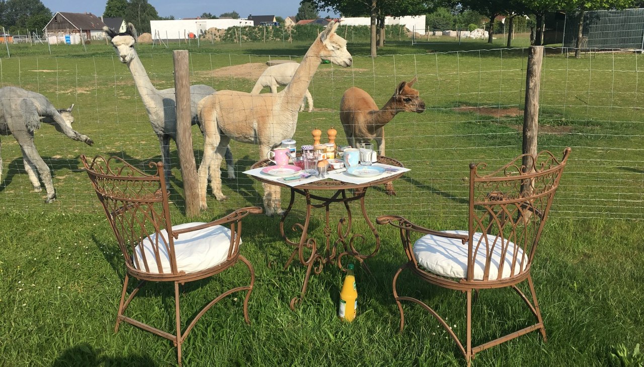 Kleine alpacaboerderij in Penkow, © Fleesensee Alpakas