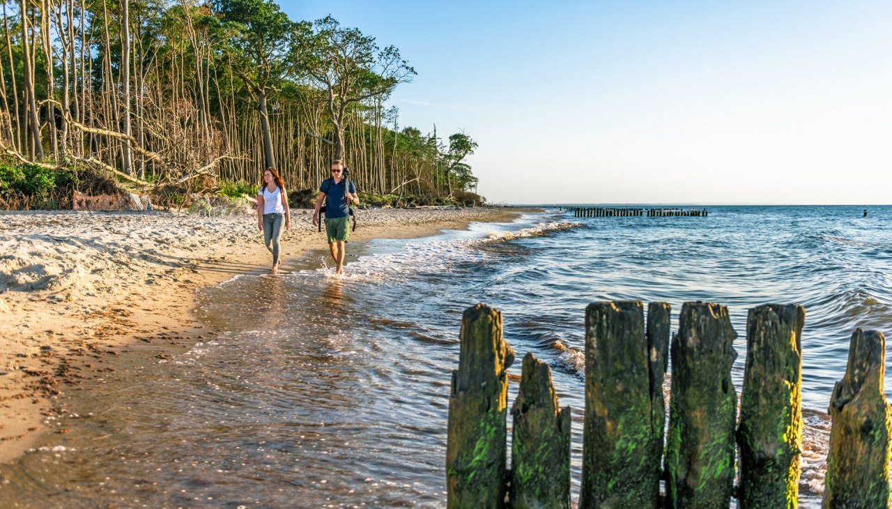 Las przybrzeżny w Graal-Müritz, © TMV/Tiemann Las przybrzeżny w Graal-Müritz, © TMV/Tiemann