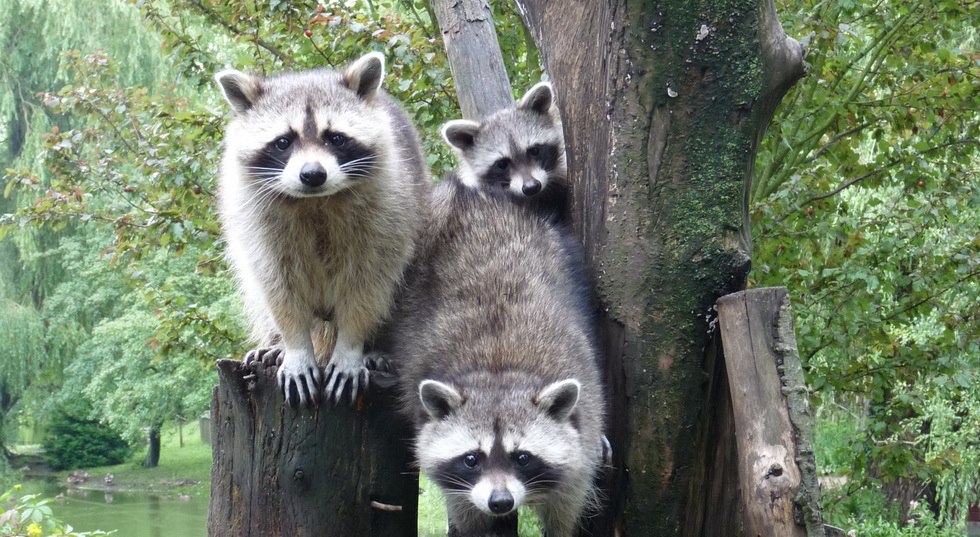 Wasberenfamilie in de dierentuin van Greifswald, © Kristin Tetzlaff