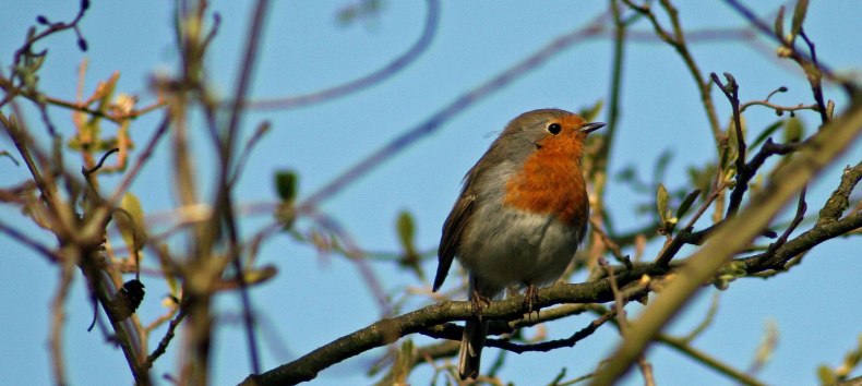 Robin, © F. Schmidt Robin, © F. Schmidt