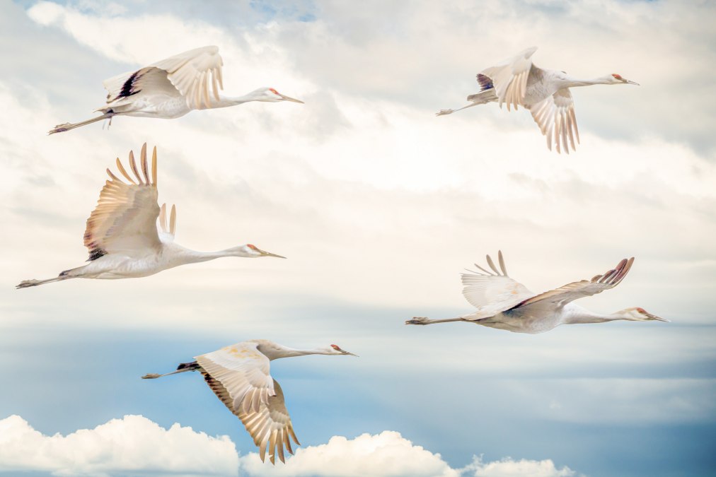Kraanvogelvlucht | Foto door Chris Briggs op Unsplash, © Photo by Chris Briggs on Unsplash