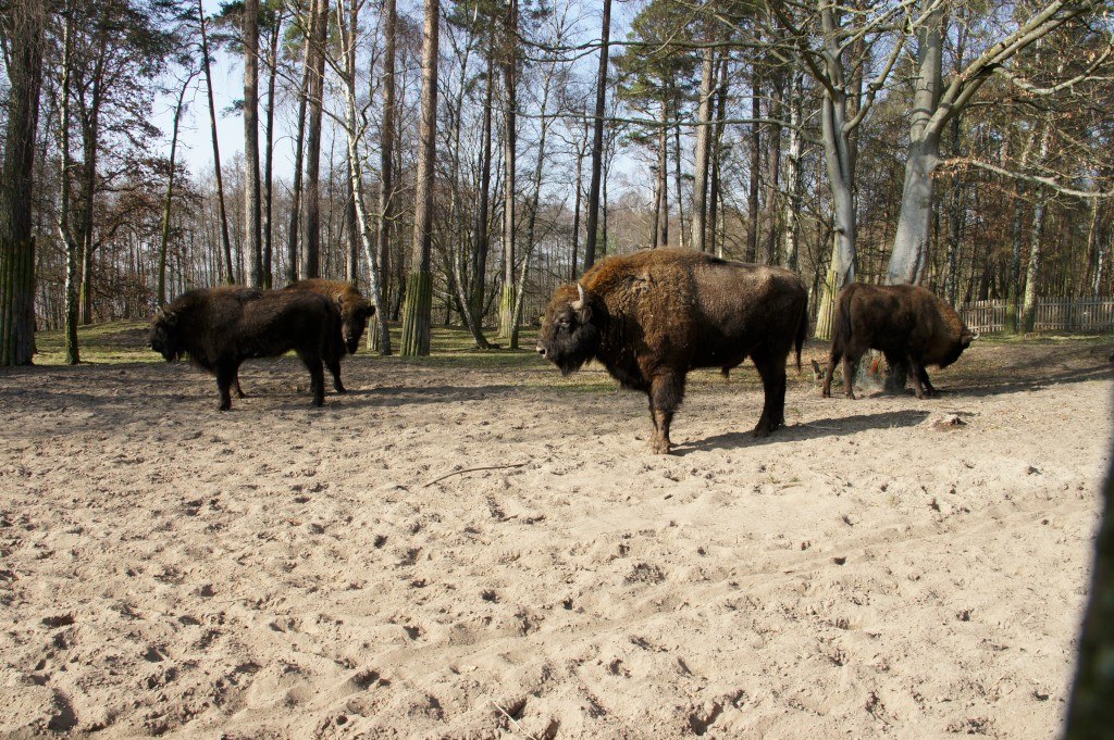 Bisons in the show gate, &copy; Landesforst MV