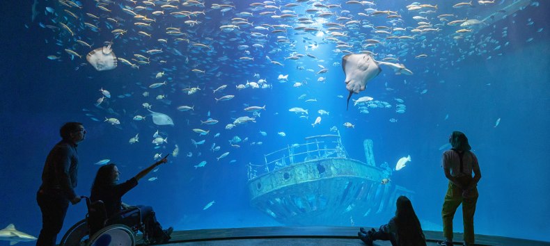 In the largest aquarium "Open Atlantic", schools of mackerel, nurse and smooth dogfish as well as various species of rays swim above the replica of an eleven-meter-long shipwreck (Photo: Anke Neumeister/Deutsches Meeresmuseum), © Deutsches Meeresmuseum