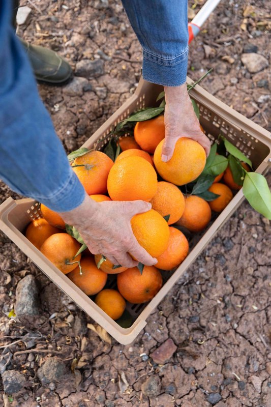 Ook in Europa werken honderdduizenden migranten onder precaire omstandigheden op fruitplantages. Dit is te zien in de korte documentaire op 9 mei in de Weltladen Schwerin. // &copy; freepik