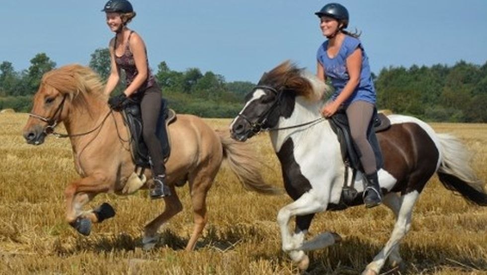 Een frisse galop over de velden rond de IJslandse stoeterij Waydbrink, © Islandgestüt von der Wadybrink