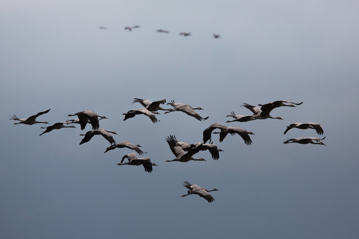 crane group, &copy; Arndt Gl&auml;ser